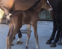 Springpferd Wendy Lou LAL (Schweizer Warmblut, 2021, von Wiveau M)