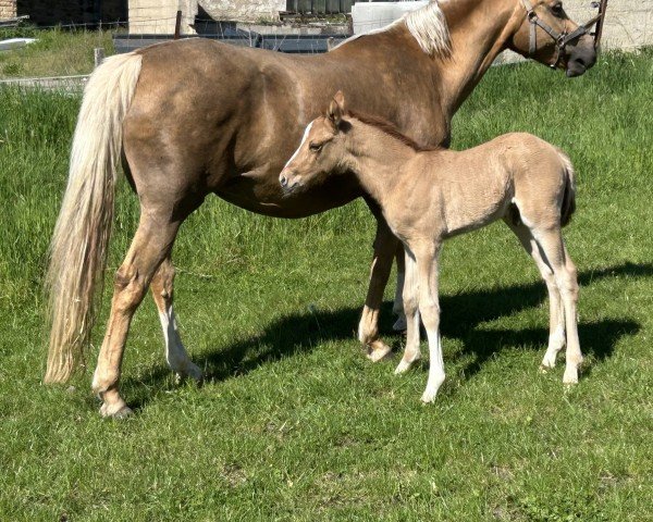 Fohlen von Greenwood Danseur (Deutsches Reitpony, 2025, von Dimension AT NRW)