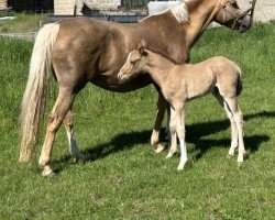 Fohlen von Greenwood Danseur (Deutsches Reitpony, 2025, von Dimension AT NRW)