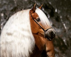 Springpferd Sephorda (Haflinger, 2012, von Nabucco)