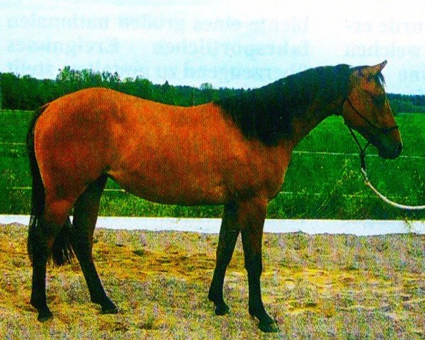 horse Jacky (Quarter Horse, 2003, from Jacs on Top)