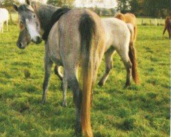 horse Habiba (Arabian,  , from Asra Sahabi EAO)