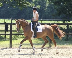 broodmare Edina (Westphalian, 2014, from Estobar NRW)