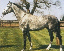 stallion Dabydo FX (Rhinelander, 1999, from Diagonal)