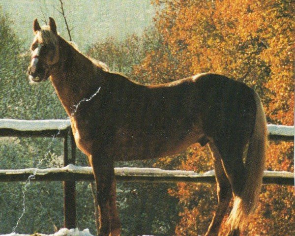 horse Sexy Hobbit (Quarter Horse, 1991, from Hobbit's Zip)