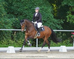 jumper Lekkerding P (KWPN (Royal Dutch Sporthorse), 2016, from Diarado)