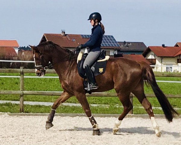dressage horse Lennox Lewis S (Hanoverian, 2016, from Livaldon)