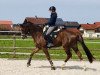 dressage horse Lennox Lewis S (Hanoverian, 2016, from Livaldon)