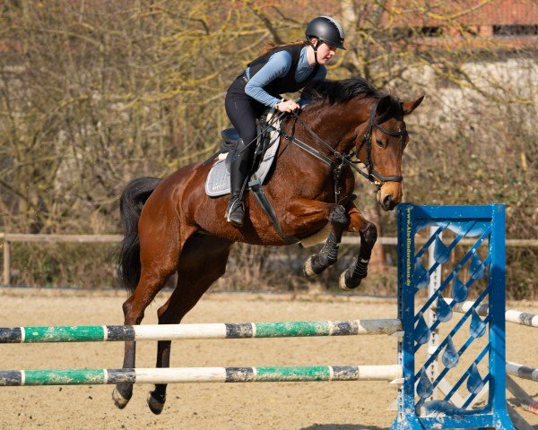 jumper Ballistik 3 (Trakehner, 2016, from Davidas)