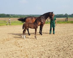 dressage horse Don Vivaldi (Diego) (Oldenburg, 2021, from Dancier Gold FRH)