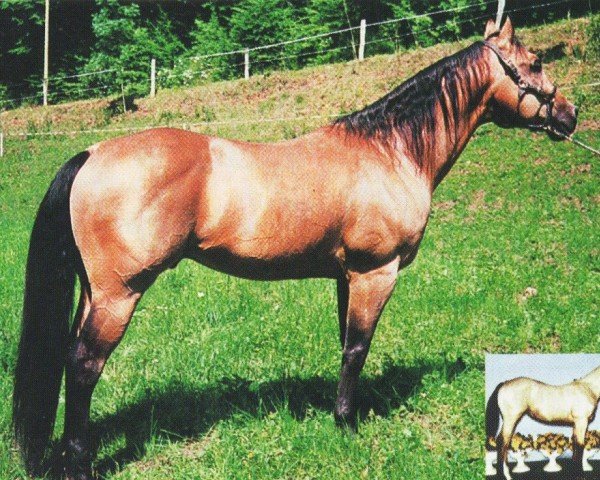 stallion Lena's Big Mac (Quarter Horse, 1983, from Doc O Lee Mac)