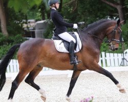 dressage horse Don Pasquale TS (Hanoverian, 2011, from Don Romantic)