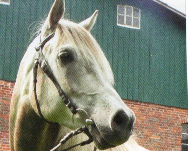 horse Montasar (Arabian, 2005, from Moheba Zubaar EAO)