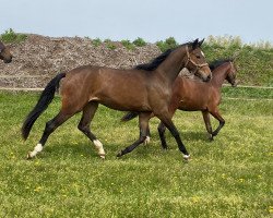 broodmare Dorina (Westphalian, 2019, from Don Deluxe)