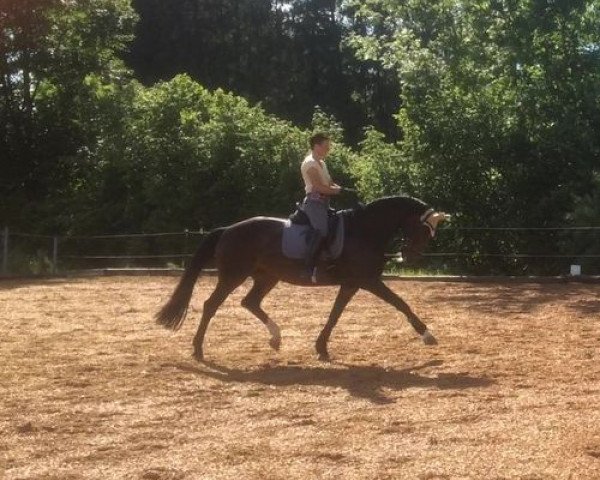 dressage horse Scolaris Ottilie (Bavarian, 2009, from Scolari)