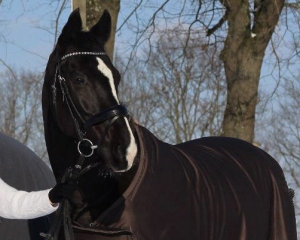 horse Black Shadow 21 (Polish Warmblood, 2008, from Le Duc 169 G Wl POL)