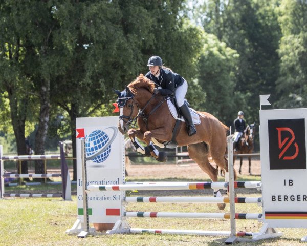 jumper Beverly Hills 11 (German Sport Horse, 2015, from Baccaccio)