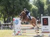 jumper Beverly Hills 11 (German Sport Horse, 2015, from Baccaccio)