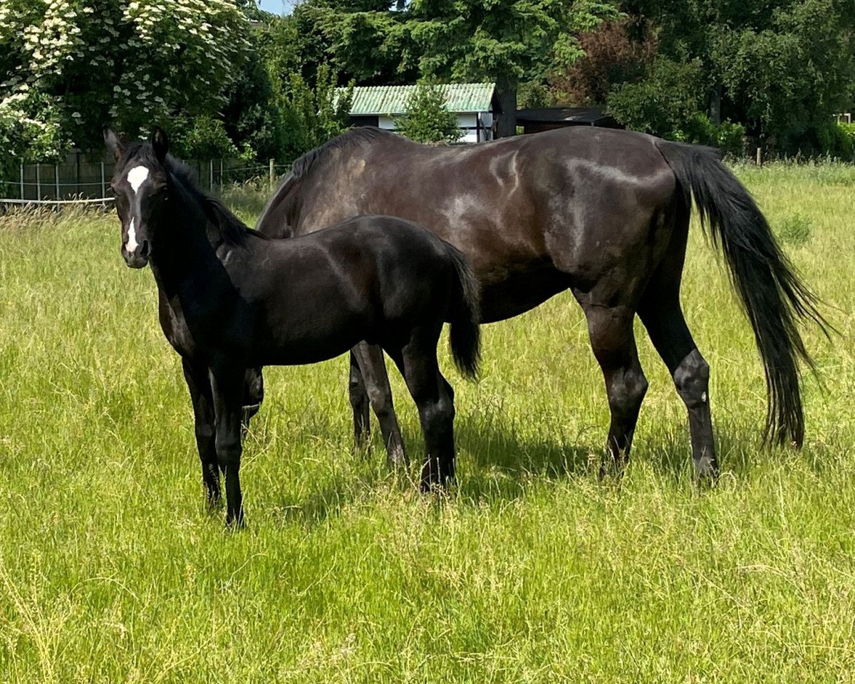 Dressurpferd Danny Black (Westfale, 2021, von Dimaggio Black)
