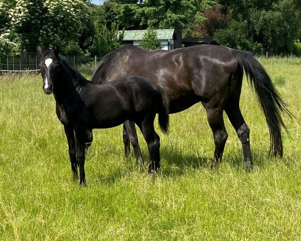 horse Danny Black (Westphalian, 2021, from Dimaggio Black)