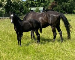 dressage horse Danny Black (Westphalian, 2021, from Dimaggio Black)