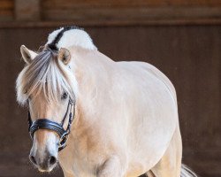 broodmare Jaruna vom Walzhof (Fjord Horse, 2018, from Njord Halsnæs)