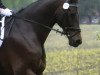 dressage horse Calvin H (Oldenburg, 2005, from Conterno Grande)