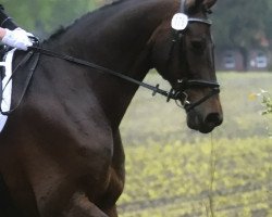 dressage horse Calvin H (Oldenburg, 2005, from Conterno Grande)