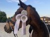 dressage horse Mastro's Devue (German Riding Pony, 2018, from Wengelo's Nelson)