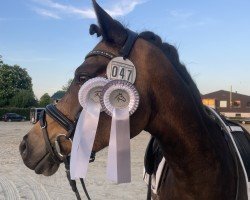 dressage horse Mastro's Devue (German Riding Pony, 2018, from Wengelo's Nelson)