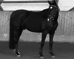 dressage horse Buhnykkur (Westphalian, 2016, from Bon Coeur)