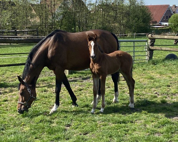 broodmare Colina (Westphalian, 2011, from Comme il Faut)