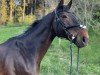 jumper Lamborghini 91 (Hanoverian, 2008, from Lord Pezi)