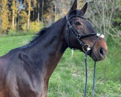 jumper Lamborghini 91 (Hanoverian, 2008, from Lord Pezi)
