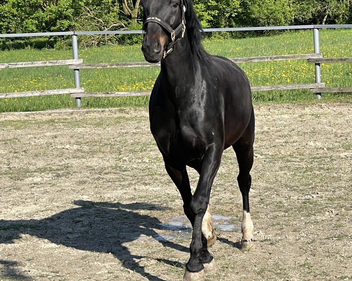 dressage horse Fire Star (German Sport Horse, 2017, from Birkhof's Zalando OLD)