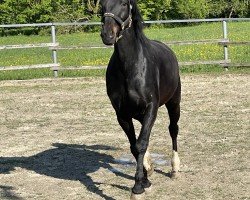 dressage horse Fire Star (German Sport Horse, 2017, from Birkhof's Zalando OLD)