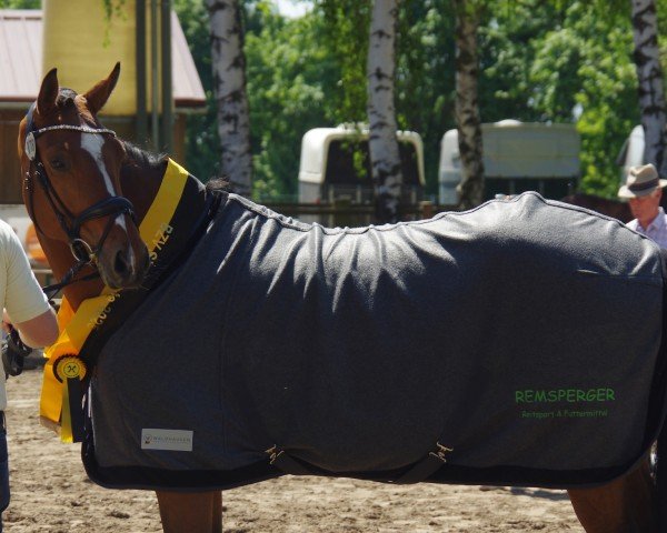 dressage horse Emilia 79 (Hanoverian, 2019, from Erdinger)