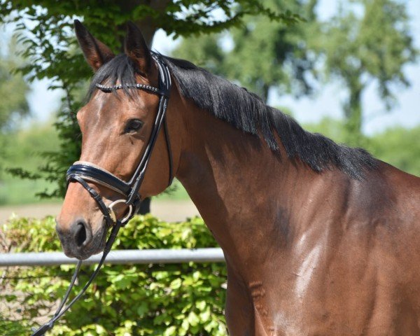 Dressurpferd For Infinity 4 (Westfale, 2019, von Foundation 2)