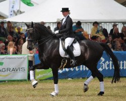 dressage horse Wiorello T (Alt-Oldenburger / Ostfriesen, 2006, from Wilhelm Tell)