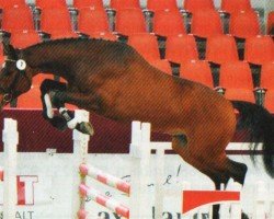 jumper Cerik (German Sport Horse, 2010, from Consotho)