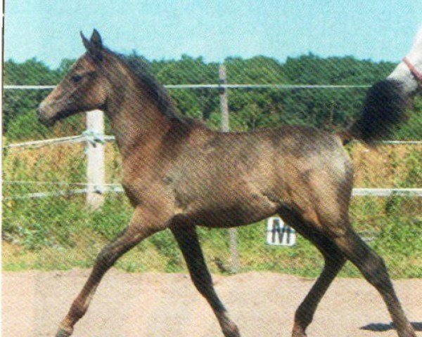 stallion Kharazie (Arab half breed / Partbred, 2013, from Rainbow Golden Shannon)