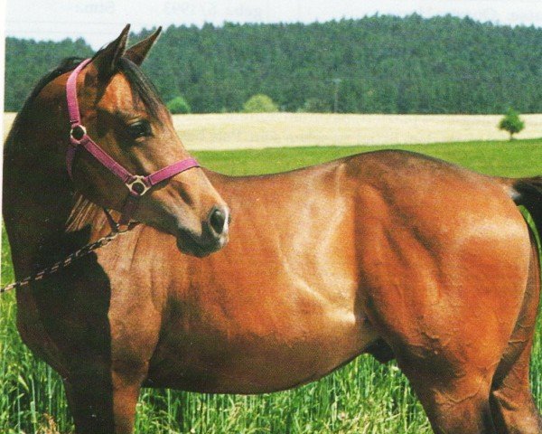 horse Chicks Wayne Rainey (Quarter Horse, 1993, from Otoes Bay Wonder)