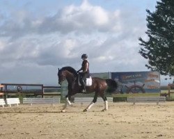 dressage horse Ellie Goulding (Westfale, 2015, from Elton John Dvb)