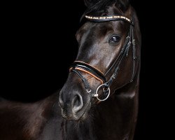 dressage horse Finity E (Oldenburg, 2017, from San Amour I)