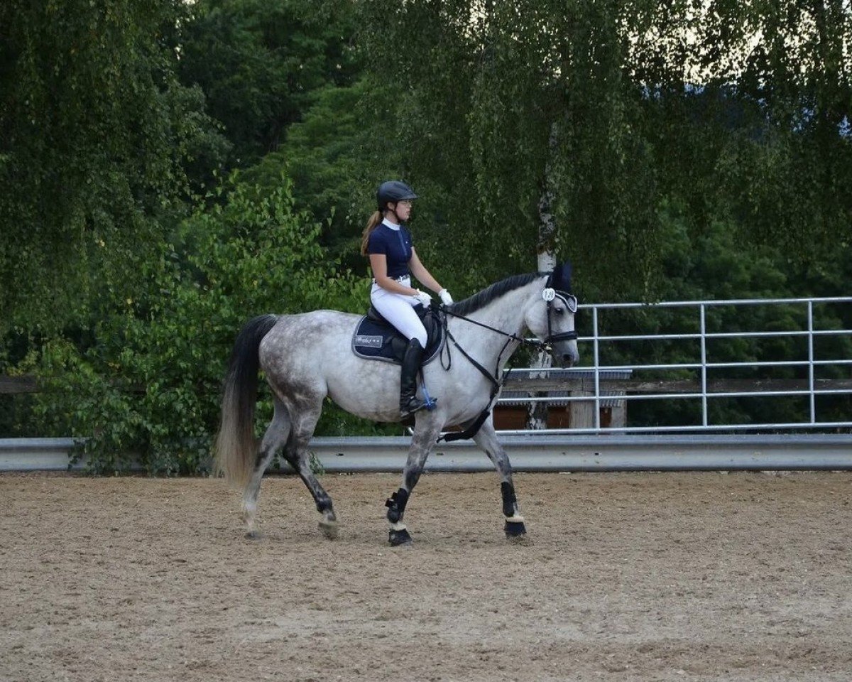 jumper Casablanca 134 (Oldenburg show jumper, 2014, from Cassus 2)