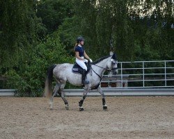 jumper Casablanca 134 (Oldenburg show jumper, 2014, from Cassus 2)