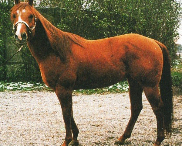 horse Skips Impressive (Quarter Horse, 1991, from Impressive)