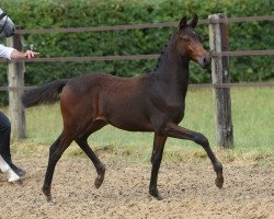 Dressurpferd Santo Tentazione (Trakehner, 2020, von In Versuchung)