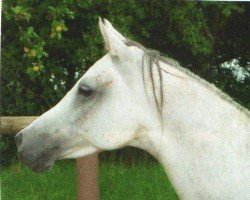 Pferd Marisco Ibn Marcia (Vollblutaraber, 2007, von MA Mascharo El Nile)