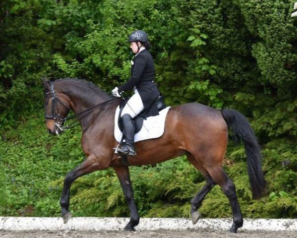 horse Eldorado 10 (Austrian Warmblood, 2002, from Exclusive xx)